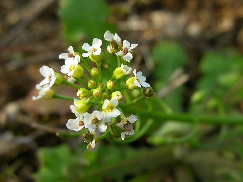 Calepina irregularis / Miagro rostellato